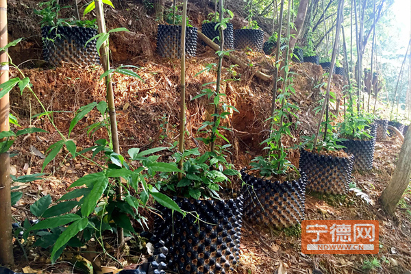 用毛竹种什么(图3) 用毛竹种什么(图3)