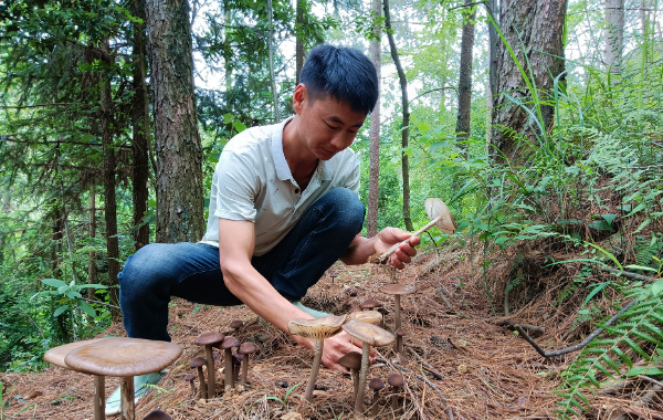 用毛竹种什么(图2) 用毛竹种什么(图2)