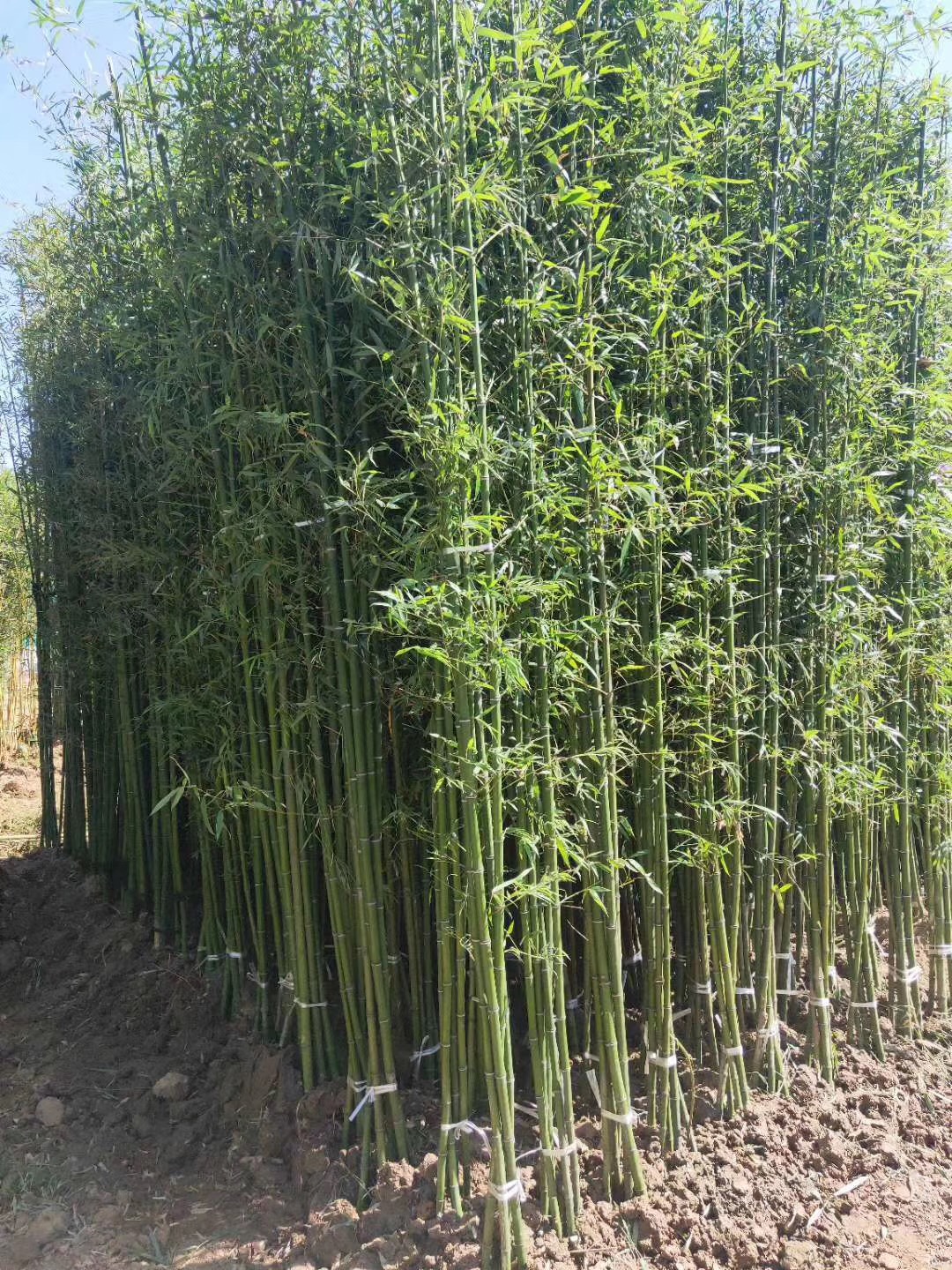 用毛竹种什么(图4) 用毛竹种什么(图4)