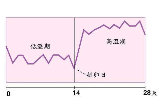 排卵期怎么算才最准确(图3)