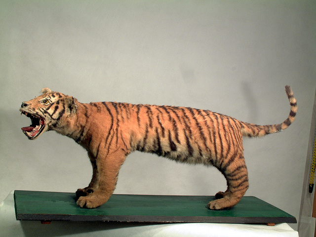 华南虎和东北虎的区别(图4) 华南虎和东北虎的区别(图4)