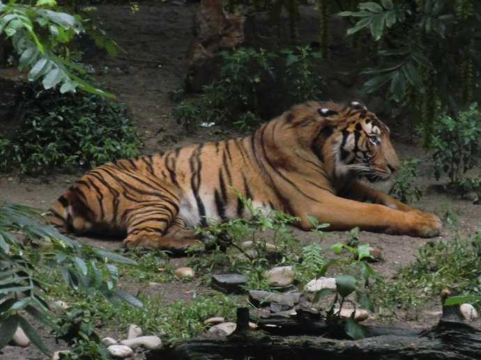 华南虎和东北虎的区别(图5) 华南虎和东北虎的区别(图5)