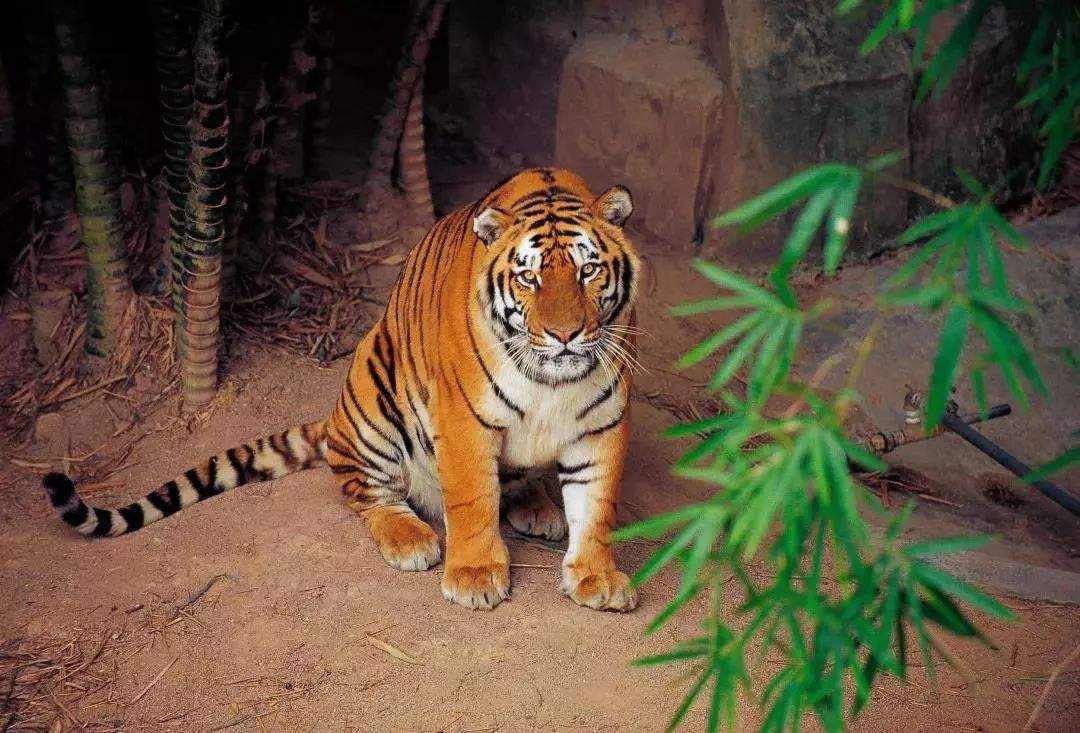 华南虎和东北虎的区别(图6) 华南虎和东北虎的区别(图6)