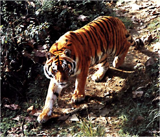 华南虎和东北虎的区别(图3) 华南虎和东北虎的区别(图3)