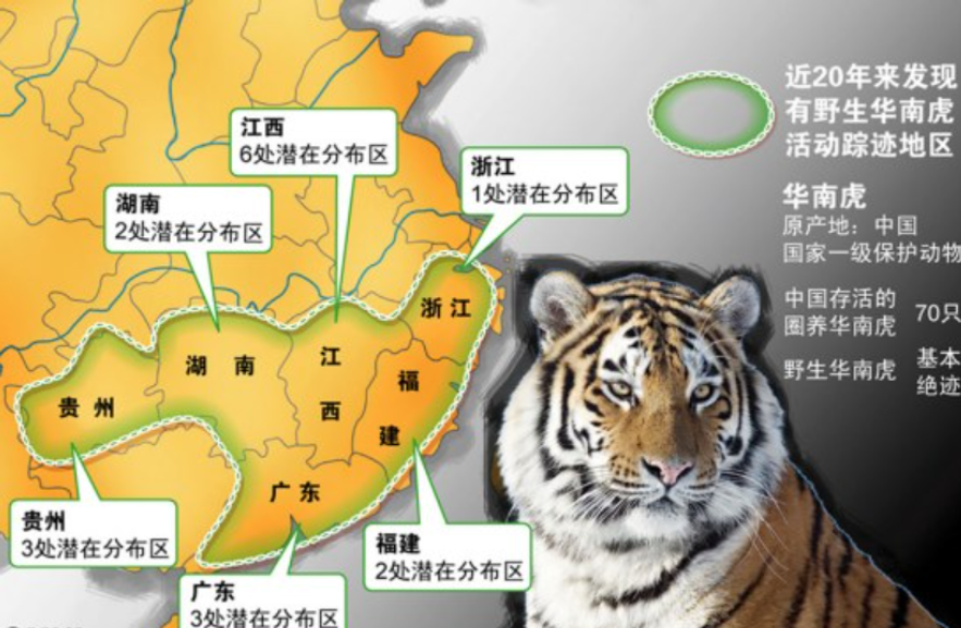 华南虎和东北虎的区别(图1) 华南虎和东北虎的区别(图1)