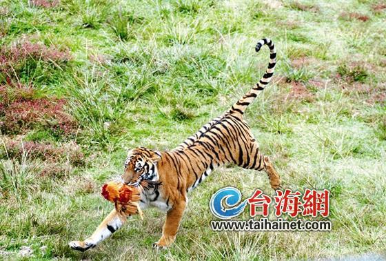 华南虎和东北虎的区别(图8) 华南虎和东北虎的区别(图8)