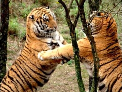 华南虎和东北虎的区别(图9) 华南虎和东北虎的区别(图9)