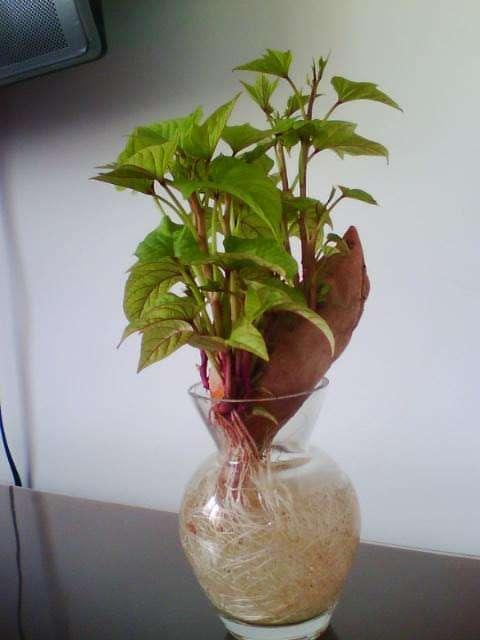 红薯发芽了还能吃吗(图3)