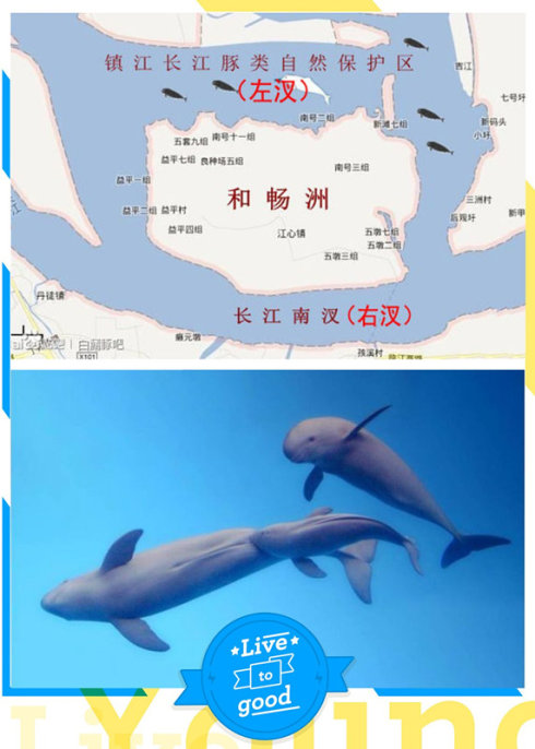 白鳍豚用什么呼吸(图3)