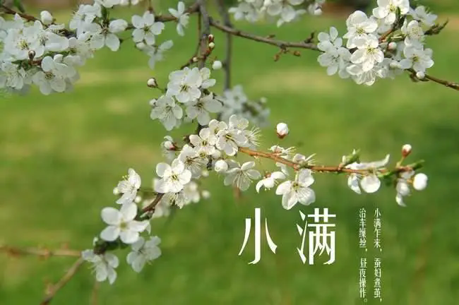 小满吃什么好 吃这5宝一夏没烦恼(图1)