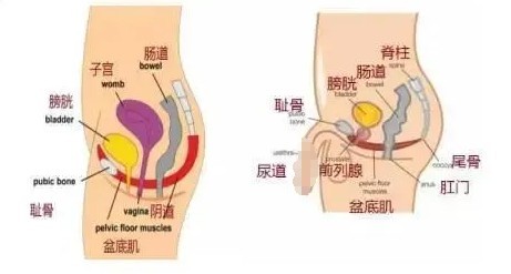 为什么说练盆底肌都是很厉害的女人(图2)