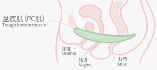 为什么说练盆底肌都是很厉害的女人(图1)