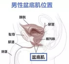 俯卧撑可以增加性功能吗(图2)