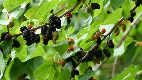 含黄体酮高的食物排名有什么？(图1)