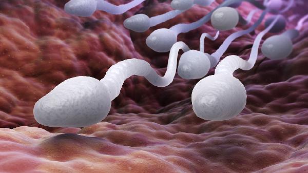 精子成活率低造成精子畸形(图1)