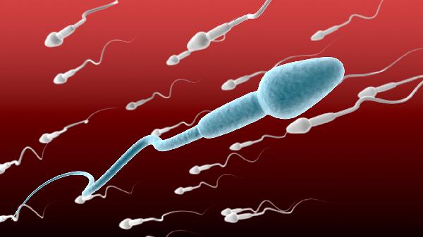 精子成活率低造成精子畸形(图2)