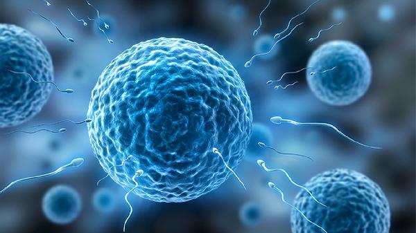 精子存活率低和畸形率高(图1)