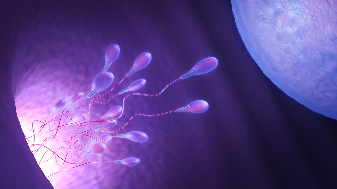 三种精子畸形会影响生育 四大诱因要小心!(图1) 三种精子畸形会影响生育 四大诱因要小心!(图1)
