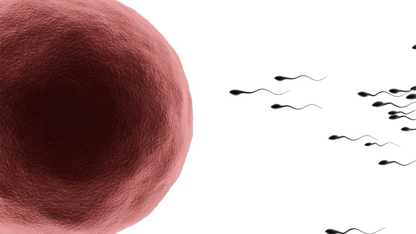 精索静脉曲张会影响男性的性功能和生养(图1) 精索静脉曲张会影响男性的性功能和生养(图1)