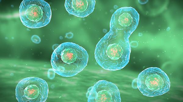 鼻腔分泌物没有嗜酸粒细胞(图1) 鼻腔分泌物没有嗜酸粒细胞(图1)