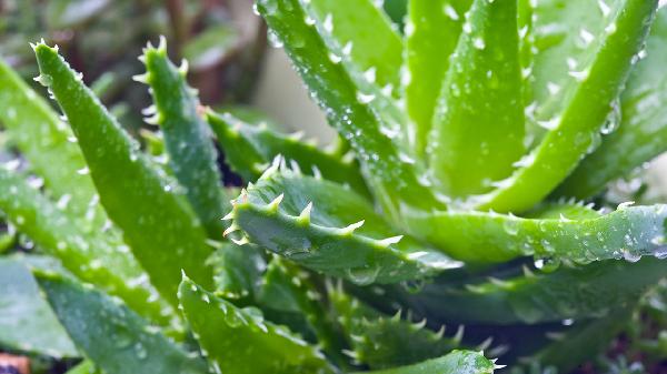 肛周炎可以用芦荟胶吗(图2)