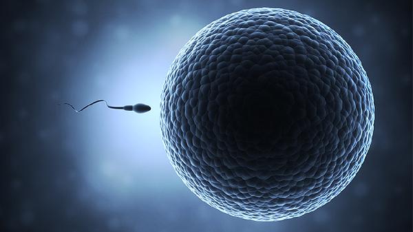 畸形精子能直线前进吗(图2)