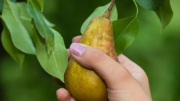 梨和什么煮止咳化痰效果好孩子(图1) 梨和什么煮止咳化痰效果好孩子(图1)