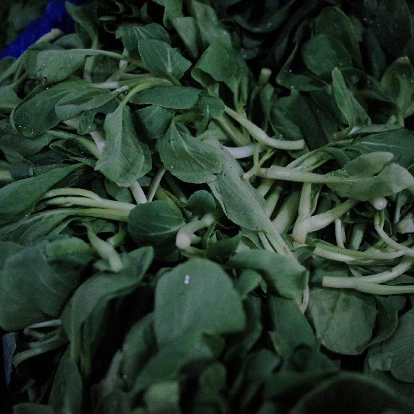 糖尿病人吃青菜可以多吃吗(图1)