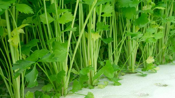 芹菜汁怎么做降血压效果好(图2)