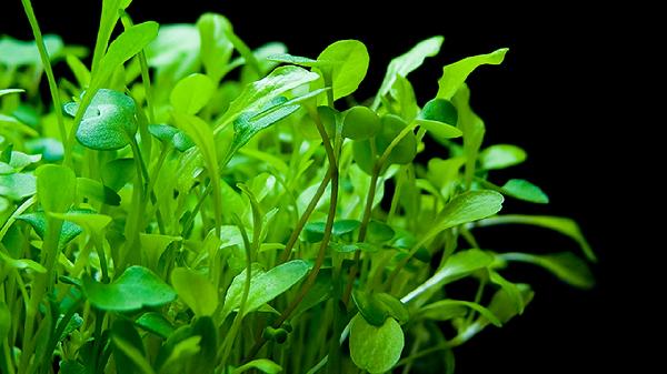 便秘吃哪些粗纤维食物蔬菜(图3)