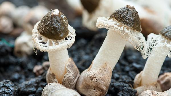 哪些蔬菜是发物有结节不可以吃(图2)