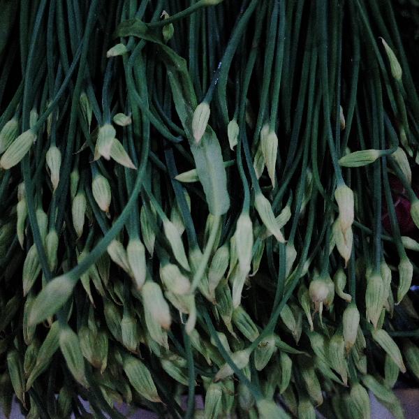 血糖高吃什么饮食调理吃什么蔬菜(图3)