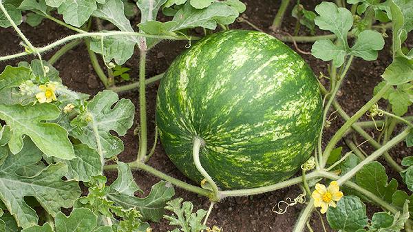 尿酸高的人不能吃什么菜和食物表(图2)