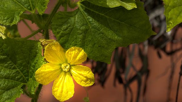 菊苣根降尿酸是骗局西芹籽(图1)