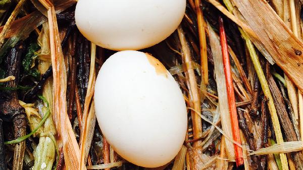 吃高蛋白的食物会有尿蛋白吗(图1)