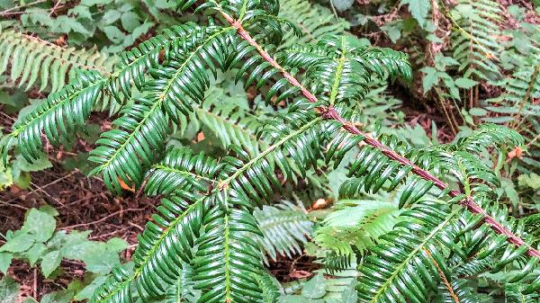 50岁白发怎么调理成黑发(图3)