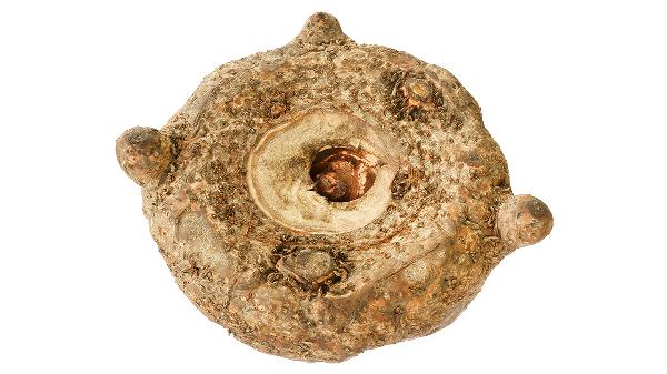 魔芋真的是低热量食物吗?(图2)