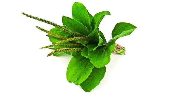 车前草对男性性功能有影响吗(图2)