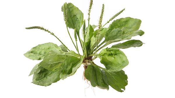 车前草对男性性功能有影响吗(图1)