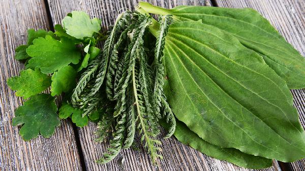 车前草对男性性功能有影响吗(图3)