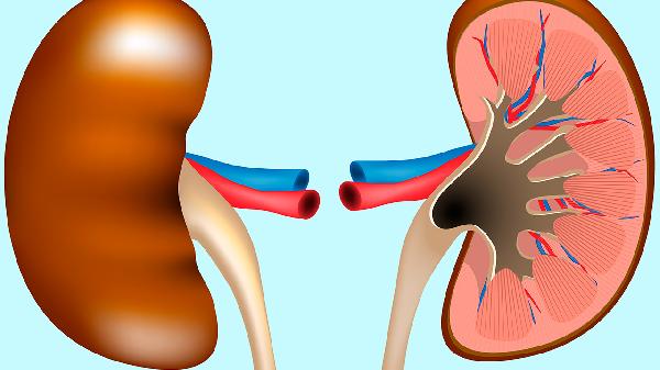 肾囊肿怎么治疗才能消除疼痛的方法有哪些(图2) 肾囊肿怎么治疗才能消除疼痛的方法有哪些(图2)