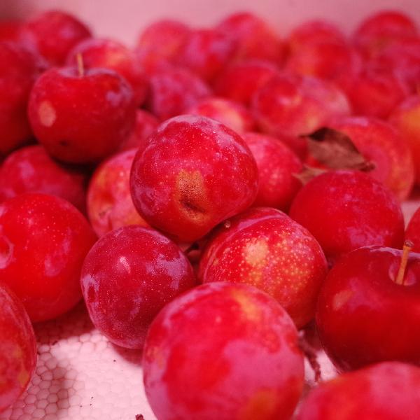 疝气患者手术后吃什么食物好(图3)