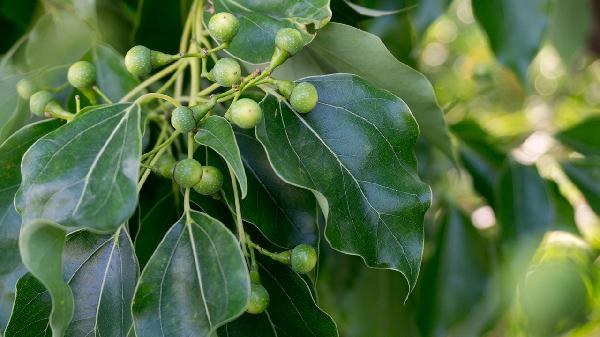 肺脓肿在恢复期怎样调理好(图3) 肺脓肿在恢复期怎样调理好(图3)