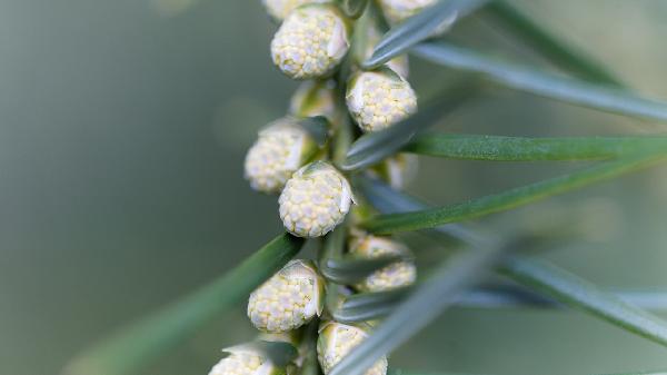 肺脓肿在恢复期怎样调理好(图2) 肺脓肿在恢复期怎样调理好(图2)