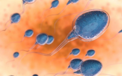 精子畸形检查要空腹吗