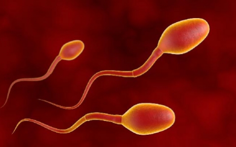 早期精子畸形治疗要多久