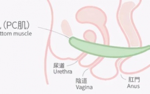 为什么说练盆底肌都是很厉害的女人