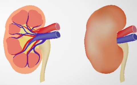 男性梅毒患者应注意这几个事项 梅毒男性患者要注意什么