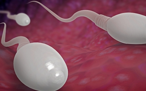 男性梅毒早期的症状表现 男性梅毒早期症状表现有哪些