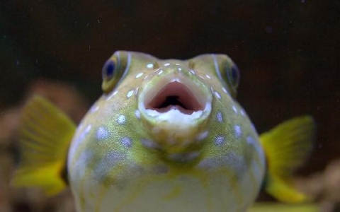 了解鱼鳞腿病因及治疗方法